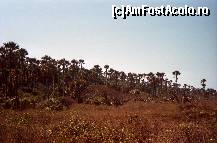 P07 [FEB-1999] padure de palmieri