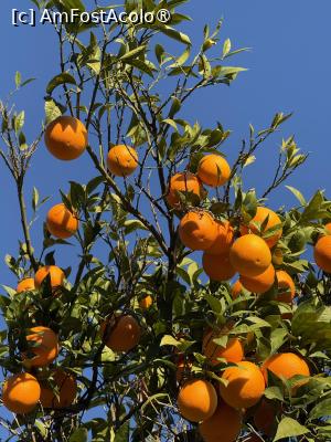 [P28] Soare și portocale » foto by Florris
 - 
<span class="allrVoted glyphicon glyphicon-heart hidden" id="av1513556"></span>
<a class="m-l-10 hidden" id="sv1513556" onclick="voting_Foto_DelVot(,1513556,140)" role="button">șterge vot <span class="glyphicon glyphicon-remove"></span></a>
<a id="v91513556" class=" c-red"  onclick="voting_Foto_SetVot(1513556)" role="button"><span class="glyphicon glyphicon-heart-empty"></span> <b>LIKE</b> = Votează poza</a> <img class="hidden"  id="f1513556W9" src="/imagini/loader.gif" border="0" /><span class="AjErrMes hidden" id="e1513556ErM"></span>