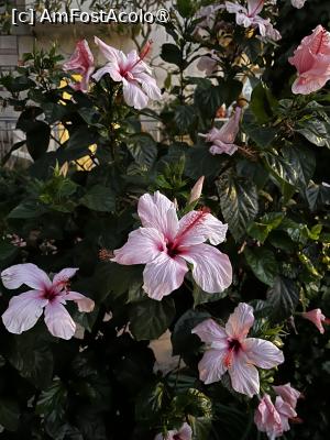 [P09]  -- <small>// FĂRĂ DESCRIERE</small> » foto by raluca banu
 - 
<span class="allrVoted glyphicon glyphicon-heart hidden" id="av1501976"></span>
<a class="m-l-10 hidden" id="sv1501976" onclick="voting_Foto_DelVot(,1501976,232)" role="button">șterge vot <span class="glyphicon glyphicon-remove"></span></a>
<a id="v91501976" class=" c-red"  onclick="voting_Foto_SetVot(1501976)" role="button"><span class="glyphicon glyphicon-heart-empty"></span> <b>LIKE</b> = Votează poza</a> <img class="hidden"  id="f1501976W9" src="/imagini/loader.gif" border="0" /><span class="AjErrMes hidden" id="e1501976ErM"></span>