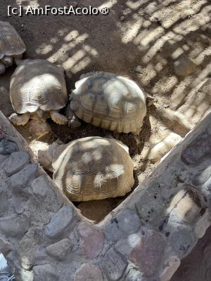[P13] Satul beduinilor. Aveau și un terarrium. 2 dolari intrarea » foto by Yersinia Pestis
 - 
<span class="allrVoted glyphicon glyphicon-heart hidden" id="av1485696"></span>
<a class="m-l-10 hidden" id="sv1485696" onclick="voting_Foto_DelVot(,1485696,351)" role="button">șterge vot <span class="glyphicon glyphicon-remove"></span></a>
<a id="v91485696" class=" c-red"  onclick="voting_Foto_SetVot(1485696)" role="button"><span class="glyphicon glyphicon-heart-empty"></span> <b>LIKE</b> = Votează poza</a> <img class="hidden"  id="f1485696W9" src="/imagini/loader.gif" border="0" /><span class="AjErrMes hidden" id="e1485696ErM"></span>