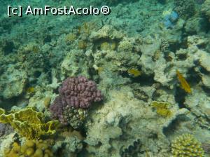 P16 [SEP-2018] Paradise Island Plus - peşti pe reciful de corali
