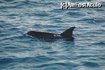 P25 [OCT-2010] Au chemat delfinii, s-au adunat toate iahturile, au inceput sa claxoneze, circulau cam ca in intersectia 'Baba Novac' din Bucuresti, urlau cat puteau in araba;rezultatul: au aparut cele mai inteligente mamifere.