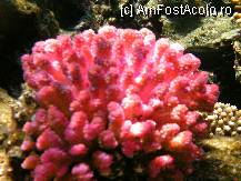 [P08] coral rosu frumos si foarte taios » foto by cristy1200
 - 
<span class="allrVoted glyphicon glyphicon-heart hidden" id="av222501"></span>
<a class="m-l-10 hidden" id="sv222501" onclick="voting_Foto_DelVot(,222501,418)" role="button">șterge vot <span class="glyphicon glyphicon-remove"></span></a>
<a id="v9222501" class=" c-red"  onclick="voting_Foto_SetVot(222501)" role="button"><span class="glyphicon glyphicon-heart-empty"></span> <b>LIKE</b> = Votează poza</a> <img class="hidden"  id="f222501W9" src="/imagini/loader.gif" border="0" /><span class="AjErrMes hidden" id="e222501ErM"></span>