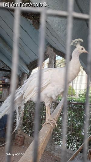 [P25] Un păun locatar al micii grădini zoologice. » foto by Rodel
 - 
<span class="allrVoted glyphicon glyphicon-heart hidden" id="av1547905"></span>
<a class="m-l-10 hidden" id="sv1547905" onclick="voting_Foto_DelVot(,1547905,454)" role="button">șterge vot <span class="glyphicon glyphicon-remove"></span></a>
<a id="v91547905" class=" c-red"  onclick="voting_Foto_SetVot(1547905)" role="button"><span class="glyphicon glyphicon-heart-empty"></span> <b>LIKE</b> = Votează poza</a> <img class="hidden"  id="f1547905W9" src="/imagini/loader.gif" border="0" /><span class="AjErrMes hidden" id="e1547905ErM"></span>