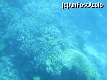 P12 [NOV-2008] Hurghada – Recif de corali in Marea Rosie.