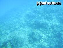 [P13] Hurghada – Recif de corali in Marea Rosie. » foto by iulianic
 - 
<span class="allrVoted glyphicon glyphicon-heart hidden" id="av226620"></span>
<a class="m-l-10 hidden" id="sv226620" onclick="voting_Foto_DelVot(,226620,454)" role="button">șterge vot <span class="glyphicon glyphicon-remove"></span></a>
<a id="v9226620" class=" c-red"  onclick="voting_Foto_SetVot(226620)" role="button"><span class="glyphicon glyphicon-heart-empty"></span> <b>LIKE</b> = Votează poza</a> <img class="hidden"  id="f226620W9" src="/imagini/loader.gif" border="0" /><span class="AjErrMes hidden" id="e226620ErM"></span>