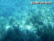 P16 [NOV-2008] Hurghada – Recif de corali in Marea Rosie.