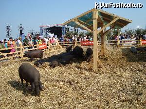 [P22] celebrii porci negri de Alentejo din care se fac carnati, jamboane si fripturi gustoase la Mega Picnic Continente in Praca do Comercio » foto by mireille
 - 
<span class="allrVoted glyphicon glyphicon-heart hidden" id="av504814"></span>
<a class="m-l-10 hidden" id="sv504814" onclick="voting_Foto_DelVot(,504814,516)" role="button">șterge vot <span class="glyphicon glyphicon-remove"></span></a>
<a id="v9504814" class=" c-red"  onclick="voting_Foto_SetVot(504814)" role="button"><span class="glyphicon glyphicon-heart-empty"></span> <b>LIKE</b> = Votează poza</a> <img class="hidden"  id="f504814W9" src="/imagini/loader.gif" border="0" /><span class="AjErrMes hidden" id="e504814ErM"></span>