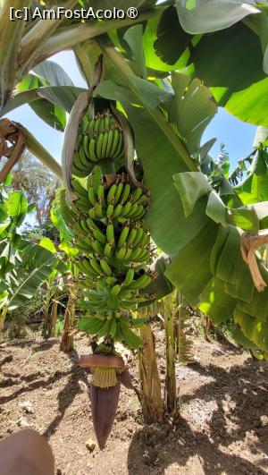 [P20] Insula Bananelor, Luxor » foto by vlado2
 - 
<span class="allrVoted glyphicon glyphicon-heart hidden" id="av1522838"></span>
<a class="m-l-10 hidden" id="sv1522838" onclick="voting_Foto_DelVot(,1522838,566)" role="button">șterge vot <span class="glyphicon glyphicon-remove"></span></a>
<a id="v91522838" class=" c-red"  onclick="voting_Foto_SetVot(1522838)" role="button"><span class="glyphicon glyphicon-heart-empty"></span> <b>LIKE</b> = Votează poza</a> <img class="hidden"  id="f1522838W9" src="/imagini/loader.gif" border="0" /><span class="AjErrMes hidden" id="e1522838ErM"></span>