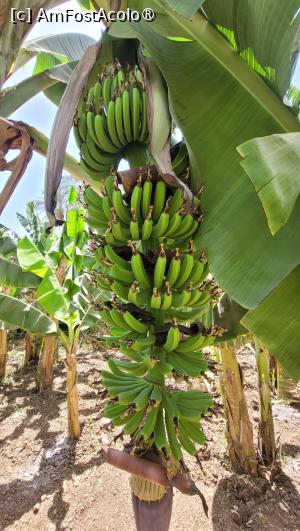 [P24] Insula Bananelor, Luxor » foto by vlado2
 - 
<span class="allrVoted glyphicon glyphicon-heart hidden" id="av1522842"></span>
<a class="m-l-10 hidden" id="sv1522842" onclick="voting_Foto_DelVot(,1522842,566)" role="button">șterge vot <span class="glyphicon glyphicon-remove"></span></a>
<a id="v91522842" class=" c-red"  onclick="voting_Foto_SetVot(1522842)" role="button"><span class="glyphicon glyphicon-heart-empty"></span> <b>LIKE</b> = Votează poza</a> <img class="hidden"  id="f1522842W9" src="/imagini/loader.gif" border="0" /><span class="AjErrMes hidden" id="e1522842ErM"></span>