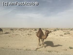 P17 [JUN-2019] Cu jeepul prin Sahara – cămilă sălbatică