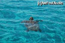 [P52] Broscuta Caretta-Caretta, cand scoate capul din apa sa respire. » foto by pitic25
 - 
<span class="allrVoted glyphicon glyphicon-heart hidden" id="av221920"></span>
<a class="m-l-10 hidden" id="sv221920" onclick="voting_Foto_DelVot(,221920,872)" role="button">șterge vot <span class="glyphicon glyphicon-remove"></span></a>
<a id="v9221920" class=" c-red"  onclick="voting_Foto_SetVot(221920)" role="button"><span class="glyphicon glyphicon-heart-empty"></span> <b>LIKE</b> = Votează poza</a> <img class="hidden"  id="f221920W9" src="/imagini/loader.gif" border="0" /><span class="AjErrMes hidden" id="e221920ErM"></span>