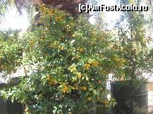 [P24] fructele de koum-quat de la Mavromatis » foto by kathy15
 - 
<span class="allrVoted glyphicon glyphicon-heart hidden" id="av116736"></span>
<a class="m-l-10 hidden" id="sv116736" onclick="voting_Foto_DelVot(,116736,993)" role="button">șterge vot <span class="glyphicon glyphicon-remove"></span></a>
<a id="v9116736" class=" c-red"  onclick="voting_Foto_SetVot(116736)" role="button"><span class="glyphicon glyphicon-heart-empty"></span> <b>LIKE</b> = Votează poza</a> <img class="hidden"  id="f116736W9" src="/imagini/loader.gif" border="0" /><span class="AjErrMes hidden" id="e116736ErM"></span>