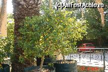 P15 [JUN-2008] Arbustul Koumquat in faţa fabricii care procesează fructele. 