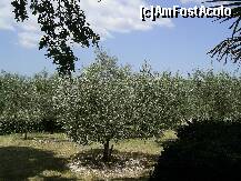 P10 [JUN-2011] Plantatia de maslini a calugarilor franciscani din insula Kosljun