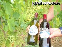 [P40] Vrbnik - intr-o podgorie, o sticla de vin Zlahtina, alb, sec, specific localitatii si o sticla de vin Prosek, rosu, dulce si licoros, specific Dalmatiei » foto by unumirut
 - 
<span class="allrVoted glyphicon glyphicon-heart hidden" id="av113065"></span>
<a class="m-l-10 hidden" id="sv113065" onclick="voting_Foto_DelVot(,113065,1056)" role="button">șterge vot <span class="glyphicon glyphicon-remove"></span></a>
<a id="v9113065" class=" c-red"  onclick="voting_Foto_SetVot(113065)" role="button"><span class="glyphicon glyphicon-heart-empty"></span> <b>LIKE</b> = Votează poza</a> <img class="hidden"  id="f113065W9" src="/imagini/loader.gif" border="0" /><span class="AjErrMes hidden" id="e113065ErM"></span>
