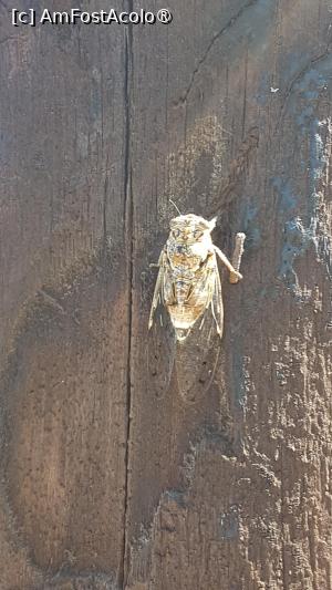 [P45] Prima oară când am văzut cicade de aproape » foto by vlado2
 - 
<span class="allrVoted glyphicon glyphicon-heart hidden" id="av1519192"></span>
<a class="m-l-10 hidden" id="sv1519192" onclick="voting_Foto_DelVot(,1519192,1121)" role="button">șterge vot <span class="glyphicon glyphicon-remove"></span></a>
<a id="v91519192" class=" c-red"  onclick="voting_Foto_SetVot(1519192)" role="button"><span class="glyphicon glyphicon-heart-empty"></span> <b>LIKE</b> = Votează poza</a> <img class="hidden"  id="f1519192W9" src="/imagini/loader.gif" border="0" /><span class="AjErrMes hidden" id="e1519192ErM"></span>