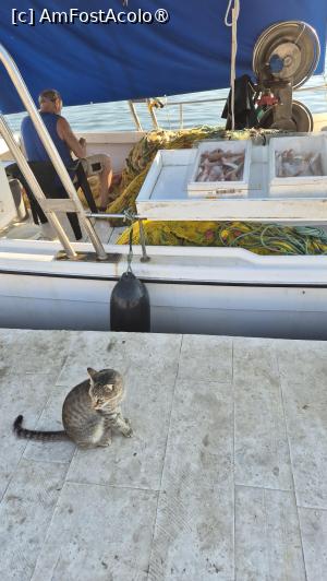 [P14] Kefalonia - vedetele dimineții » foto by ANILU
 - 
<span class="allrVoted glyphicon glyphicon-heart hidden" id="av1545330"></span>
<a class="m-l-10 hidden" id="sv1545330" onclick="voting_Foto_DelVot(,1545330,1121)" role="button">șterge vot <span class="glyphicon glyphicon-remove"></span></a>
<a id="v91545330" class=" c-red"  onclick="voting_Foto_SetVot(1545330)" role="button"><span class="glyphicon glyphicon-heart-empty"></span> <b>LIKE</b> = Votează poza</a> <img class="hidden"  id="f1545330W9" src="/imagini/loader.gif" border="0" /><span class="AjErrMes hidden" id="e1545330ErM"></span>