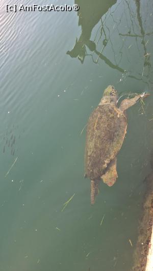 [P16] Kefalonia - Caretta la plimbare » foto by ANILU
 - 
<span class="allrVoted glyphicon glyphicon-heart hidden" id="av1545332"></span>
<a class="m-l-10 hidden" id="sv1545332" onclick="voting_Foto_DelVot(,1545332,1121)" role="button">șterge vot <span class="glyphicon glyphicon-remove"></span></a>
<a id="v91545332" class=" c-red"  onclick="voting_Foto_SetVot(1545332)" role="button"><span class="glyphicon glyphicon-heart-empty"></span> <b>LIKE</b> = Votează poza</a> <img class="hidden"  id="f1545332W9" src="/imagini/loader.gif" border="0" /><span class="AjErrMes hidden" id="e1545332ErM"></span>