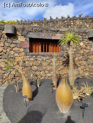 [P22] Jardin de Cactus » foto by crismis
 - 
<span class="allrVoted glyphicon glyphicon-heart hidden" id="av1483714"></span>
<a class="m-l-10 hidden" id="sv1483714" onclick="voting_Foto_DelVot(,1483714,1154)" role="button">șterge vot <span class="glyphicon glyphicon-remove"></span></a>
<a id="v91483714" class=" c-red"  onclick="voting_Foto_SetVot(1483714)" role="button"><span class="glyphicon glyphicon-heart-empty"></span> <b>LIKE</b> = Votează poza</a> <img class="hidden"  id="f1483714W9" src="/imagini/loader.gif" border="0" /><span class="AjErrMes hidden" id="e1483714ErM"></span>