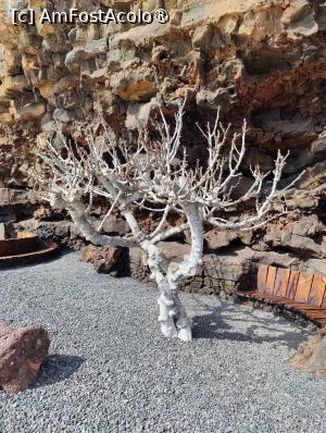 [P44] Jameos del Aqua » foto by crismis
 - 
<span class="allrVoted glyphicon glyphicon-heart hidden" id="av1483736"></span>
<a class="m-l-10 hidden" id="sv1483736" onclick="voting_Foto_DelVot(,1483736,1154)" role="button">șterge vot <span class="glyphicon glyphicon-remove"></span></a>
<a id="v91483736" class=" c-red"  onclick="voting_Foto_SetVot(1483736)" role="button"><span class="glyphicon glyphicon-heart-empty"></span> <b>LIKE</b> = Votează poza</a> <img class="hidden"  id="f1483736W9" src="/imagini/loader.gif" border="0" /><span class="AjErrMes hidden" id="e1483736ErM"></span>