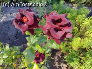 [P15] Bodega Stratvs » foto by crismis
 - 
<span class="allrVoted glyphicon glyphicon-heart hidden" id="av1484782"></span>
<a class="m-l-10 hidden" id="sv1484782" onclick="voting_Foto_DelVot(,1484782,1154)" role="button">șterge vot <span class="glyphicon glyphicon-remove"></span></a>
<a id="v91484782" class=" c-red"  onclick="voting_Foto_SetVot(1484782)" role="button"><span class="glyphicon glyphicon-heart-empty"></span> <b>LIKE</b> = Votează poza</a> <img class="hidden"  id="f1484782W9" src="/imagini/loader.gif" border="0" /><span class="AjErrMes hidden" id="e1484782ErM"></span>