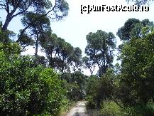 P10 [JUN-2011] Plimbare prin pădurea de pini din spatele plajei Koukounaries (nume care se traduce chiar aşa: 'pini'). 