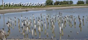 [P09] Gura Portitei - Intre delta si mare. » foto by iulianic
 - 
<span class="allrVoted glyphicon glyphicon-heart hidden" id="av1540648"></span>
<a class="m-l-10 hidden" id="sv1540648" onclick="voting_Foto_DelVot(,1540648,1172)" role="button">șterge vot <span class="glyphicon glyphicon-remove"></span></a>
<a id="v91540648" class=" c-red"  onclick="voting_Foto_SetVot(1540648)" role="button"><span class="glyphicon glyphicon-heart-empty"></span> <b>LIKE</b> = Votează poza</a> <img class="hidden"  id="f1540648W9" src="/imagini/loader.gif" border="0" /><span class="AjErrMes hidden" id="e1540648ErM"></span>
