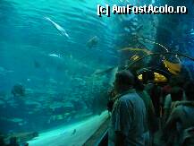 [P07] Tropicarium Oceanarium » foto by skippy
 - 
<span class="allrVoted glyphicon glyphicon-heart hidden" id="av241060"></span>
<a class="m-l-10 hidden" id="sv241060" onclick="voting_Foto_DelVot(,241060,1275)" role="button">șterge vot <span class="glyphicon glyphicon-remove"></span></a>
<a id="v9241060" class=" c-red"  onclick="voting_Foto_SetVot(241060)" role="button"><span class="glyphicon glyphicon-heart-empty"></span> <b>LIKE</b> = Votează poza</a> <img class="hidden"  id="f241060W9" src="/imagini/loader.gif" border="0" /><span class="AjErrMes hidden" id="e241060ErM"></span>