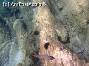 [P24] Portokali beach - snorkeling » foto by Dragoș_MD
 - 
<span class="allrVoted glyphicon glyphicon-heart hidden" id="av1469521"></span>
<a class="m-l-10 hidden" id="sv1469521" onclick="voting_Foto_DelVot(,1469521,1423)" role="button">șterge vot <span class="glyphicon glyphicon-remove"></span></a>
<a id="v91469521" class=" c-red"  onclick="voting_Foto_SetVot(1469521)" role="button"><span class="glyphicon glyphicon-heart-empty"></span> <b>LIKE</b> = Votează poza</a> <img class="hidden"  id="f1469521W9" src="/imagini/loader.gif" border="0" /><span class="AjErrMes hidden" id="e1469521ErM"></span>