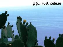 [P13] Flori de cactus pe fond bleu » foto by le_maitre
 - 
<span class="allrVoted glyphicon glyphicon-heart hidden" id="av307853"></span>
<a class="m-l-10 hidden" id="sv307853" onclick="voting_Foto_DelVot(,307853,1579)" role="button">șterge vot <span class="glyphicon glyphicon-remove"></span></a>
<a id="v9307853" class=" c-red"  onclick="voting_Foto_SetVot(307853)" role="button"><span class="glyphicon glyphicon-heart-empty"></span> <b>LIKE</b> = Votează poza</a> <img class="hidden"  id="f307853W9" src="/imagini/loader.gif" border="0" /><span class="AjErrMes hidden" id="e307853ErM"></span>