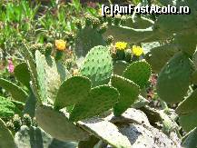 [P37] Cactusi infloriti la Castelmola » foto by le_maitre
 - 
<span class="allrVoted glyphicon glyphicon-heart hidden" id="av307878"></span>
<a class="m-l-10 hidden" id="sv307878" onclick="voting_Foto_DelVot(,307878,1579)" role="button">șterge vot <span class="glyphicon glyphicon-remove"></span></a>
<a id="v9307878" class=" c-red"  onclick="voting_Foto_SetVot(307878)" role="button"><span class="glyphicon glyphicon-heart-empty"></span> <b>LIKE</b> = Votează poza</a> <img class="hidden"  id="f307878W9" src="/imagini/loader.gif" border="0" /><span class="AjErrMes hidden" id="e307878ErM"></span>