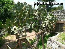 [P45] Cactusi la Castelmola » foto by le_maitre
 - 
<span class="allrVoted glyphicon glyphicon-heart hidden" id="av307887"></span>
<a class="m-l-10 hidden" id="sv307887" onclick="voting_Foto_DelVot(,307887,1579)" role="button">șterge vot <span class="glyphicon glyphicon-remove"></span></a>
<a id="v9307887" class=" c-red"  onclick="voting_Foto_SetVot(307887)" role="button"><span class="glyphicon glyphicon-heart-empty"></span> <b>LIKE</b> = Votează poza</a> <img class="hidden"  id="f307887W9" src="/imagini/loader.gif" border="0" /><span class="AjErrMes hidden" id="e307887ErM"></span>