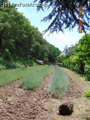 [P30] câmp de lavanda lânga abatie » foto by Yolanda
 - 
<span class="allrVoted glyphicon glyphicon-heart hidden" id="av1548125"></span>
<a class="m-l-10 hidden" id="sv1548125" onclick="voting_Foto_DelVot(,1548125,1628)" role="button">șterge vot <span class="glyphicon glyphicon-remove"></span></a>
<a id="v91548125" class=" c-red"  onclick="voting_Foto_SetVot(1548125)" role="button"><span class="glyphicon glyphicon-heart-empty"></span> <b>LIKE</b> = Votează poza</a> <img class="hidden"  id="f1548125W9" src="/imagini/loader.gif" border="0" /><span class="AjErrMes hidden" id="e1548125ErM"></span>