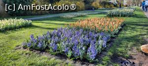 [P33] Keukenhof, pe alei » foto by mprofeanu
 - 
<span class="allrVoted glyphicon glyphicon-heart hidden" id="av1479592"></span>
<a class="m-l-10 hidden" id="sv1479592" onclick="voting_Foto_DelVot(,1479592,1639)" role="button">șterge vot <span class="glyphicon glyphicon-remove"></span></a>
<a id="v91479592" class=" c-red"  onclick="voting_Foto_SetVot(1479592)" role="button"><span class="glyphicon glyphicon-heart-empty"></span> <b>LIKE</b> = Votează poza</a> <img class="hidden"  id="f1479592W9" src="/imagini/loader.gif" border="0" /><span class="AjErrMes hidden" id="e1479592ErM"></span>