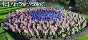 [P36] Keukenhof, pe alei » foto by mprofeanu
 - 
<span class="allrVoted glyphicon glyphicon-heart hidden" id="av1479595"></span>
<a class="m-l-10 hidden" id="sv1479595" onclick="voting_Foto_DelVot(,1479595,1639)" role="button">șterge vot <span class="glyphicon glyphicon-remove"></span></a>
<a id="v91479595" class=" c-red"  onclick="voting_Foto_SetVot(1479595)" role="button"><span class="glyphicon glyphicon-heart-empty"></span> <b>LIKE</b> = Votează poza</a> <img class="hidden"  id="f1479595W9" src="/imagini/loader.gif" border="0" /><span class="AjErrMes hidden" id="e1479595ErM"></span>