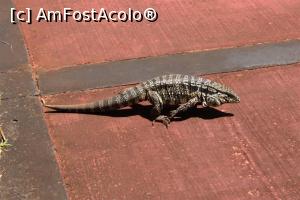 [P78] Puerto de Iguazu, Parque Nacional Iguazu, Reptila Tegu Negru, tacticoasă își vedea de treaba ei, păcat că nu mi-au ieșit pozele cu păianjenii, erau mari și aveau niște pânze imense...  » foto by mprofeanu
 - 
<span class="allrVoted glyphicon glyphicon-heart hidden" id="av1155766"></span>
<a class="m-l-10 hidden" id="sv1155766" onclick="voting_Foto_DelVot(,1155766,1653)" role="button">șterge vot <span class="glyphicon glyphicon-remove"></span></a>
<a id="v91155766" class=" c-red"  onclick="voting_Foto_SetVot(1155766)" role="button"><span class="glyphicon glyphicon-heart-empty"></span> <b>LIKE</b> = Votează poza</a> <img class="hidden"  id="f1155766W9" src="/imagini/loader.gif" border="0" /><span class="AjErrMes hidden" id="e1155766ErM"></span>