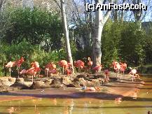 [P09] o familie unita de flamingo :) » foto by tonymaestrul*
 - 
<span class="allrVoted glyphicon glyphicon-heart hidden" id="av334312"></span>
<a class="m-l-10 hidden" id="sv334312" onclick="voting_Foto_DelVot(,334312,1999)" role="button">șterge vot <span class="glyphicon glyphicon-remove"></span></a>
<a id="v9334312" class=" c-red"  onclick="voting_Foto_SetVot(334312)" role="button"><span class="glyphicon glyphicon-heart-empty"></span> <b>LIKE</b> = Votează poza</a> <img class="hidden"  id="f334312W9" src="/imagini/loader.gif" border="0" /><span class="AjErrMes hidden" id="e334312ErM"></span>