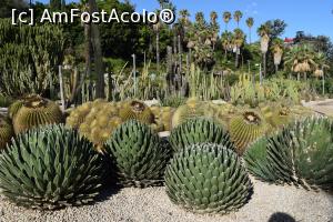 [P22] Gradina de cactusi - Jardins de Mossèn Costa i Llobera » foto by paulcta
 - 
<span class="allrVoted glyphicon glyphicon-heart hidden" id="av817020"></span>
<a class="m-l-10 hidden" id="sv817020" onclick="voting_Foto_DelVot(,817020,1999)" role="button">șterge vot <span class="glyphicon glyphicon-remove"></span></a>
<a id="v9817020" class=" c-red"  onclick="voting_Foto_SetVot(817020)" role="button"><span class="glyphicon glyphicon-heart-empty"></span> <b>LIKE</b> = Votează poza</a> <img class="hidden"  id="f817020W9" src="/imagini/loader.gif" border="0" /><span class="AjErrMes hidden" id="e817020ErM"></span>