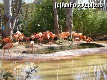 [P18] Paasarile flamingo ofera un spectacol deosebit prin simpla lor prezenta. » foto by corinka
 - 
<span class="allrVoted glyphicon glyphicon-heart hidden" id="av461321"></span>
<a class="m-l-10 hidden" id="sv461321" onclick="voting_Foto_DelVot(,461321,1999)" role="button">șterge vot <span class="glyphicon glyphicon-remove"></span></a>
<a id="v9461321" class=" c-red"  onclick="voting_Foto_SetVot(461321)" role="button"><span class="glyphicon glyphicon-heart-empty"></span> <b>LIKE</b> = Votează poza</a> <img class="hidden"  id="f461321W9" src="/imagini/loader.gif" border="0" /><span class="AjErrMes hidden" id="e461321ErM"></span>