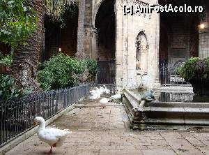 [P36] Barcelona, Catedral de la Seu: grădina interioară a mănăstirii, cu o parte din cele 13 gâște albe legendare » foto by mariana.olaru
 - 
<span class="allrVoted glyphicon glyphicon-heart hidden" id="av368762"></span>
<a class="m-l-10 hidden" id="sv368762" onclick="voting_Foto_DelVot(,368762,1999)" role="button">șterge vot <span class="glyphicon glyphicon-remove"></span></a>
<a id="v9368762" class=" c-red"  onclick="voting_Foto_SetVot(368762)" role="button"><span class="glyphicon glyphicon-heart-empty"></span> <b>LIKE</b> = Votează poza</a> <img class="hidden"  id="f368762W9" src="/imagini/loader.gif" border="0" /><span class="AjErrMes hidden" id="e368762ErM"></span>