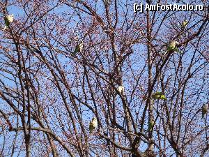 [P143] Barcelona, Jardins del Pedralbes Palau Royal: parcul este paradisul papagalilor. Numărul lor este cu adevărat impresionant. Aici doar câțiva reprezentanți.  » foto by mariana.olaru
 - 
<span class="allrVoted glyphicon glyphicon-heart hidden" id="av388433"></span>
<a class="m-l-10 hidden" id="sv388433" onclick="voting_Foto_DelVot(,388433,1999)" role="button">șterge vot <span class="glyphicon glyphicon-remove"></span></a>
<a id="v9388433" class=" c-red"  onclick="voting_Foto_SetVot(388433)" role="button"><span class="glyphicon glyphicon-heart-empty"></span> <b>LIKE</b> = Votează poza</a> <img class="hidden"  id="f388433W9" src="/imagini/loader.gif" border="0" /><span class="AjErrMes hidden" id="e388433ErM"></span>