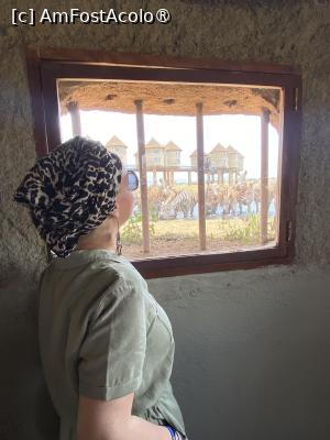 [P16] Zebre adăpându-se » foto by Mihaela Pitigoi
 - 
<span class="allrVoted glyphicon glyphicon-heart hidden" id="av1522588"></span>
<a class="m-l-10 hidden" id="sv1522588" onclick="voting_Foto_DelVot(,1522588,2009)" role="button">șterge vot <span class="glyphicon glyphicon-remove"></span></a>
<a id="v91522588" class=" c-red"  onclick="voting_Foto_SetVot(1522588)" role="button"><span class="glyphicon glyphicon-heart-empty"></span> <b>LIKE</b> = Votează poza</a> <img class="hidden"  id="f1522588W9" src="/imagini/loader.gif" border="0" /><span class="AjErrMes hidden" id="e1522588ErM"></span>