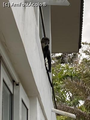 [P17] Maimuță zărită în resort » foto by Mihaela Pitigoi
 - 
<span class="allrVoted glyphicon glyphicon-heart hidden" id="av1522589"></span>
<a class="m-l-10 hidden" id="sv1522589" onclick="voting_Foto_DelVot(,1522589,2009)" role="button">șterge vot <span class="glyphicon glyphicon-remove"></span></a>
<a id="v91522589" class=" c-red"  onclick="voting_Foto_SetVot(1522589)" role="button"><span class="glyphicon glyphicon-heart-empty"></span> <b>LIKE</b> = Votează poza</a> <img class="hidden"  id="f1522589W9" src="/imagini/loader.gif" border="0" /><span class="AjErrMes hidden" id="e1522589ErM"></span>