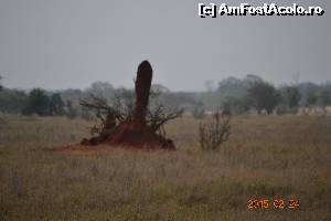 P17 [FEB-2015] Musuroi de termite