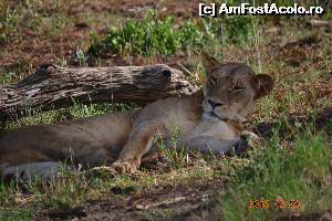 P05 [FEB-2015] O leoaica somnoroasa