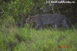 P07 [FEB-2015] Leopardul