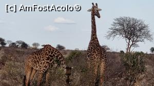 P25 [JUL-2021] girafe încântătoare