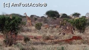 P26 [JUL-2021] zebre plus girafe