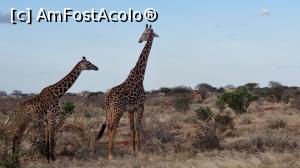 P28 [JUL-2021] cuplu de girafe